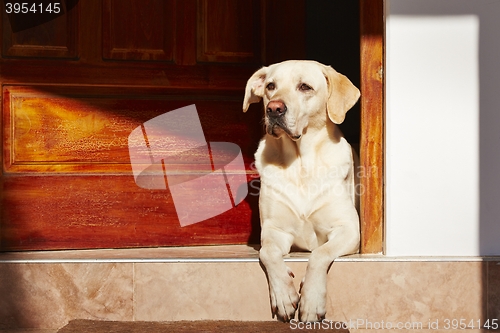 Image of Dog is waiting