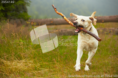 Image of Dog with stick