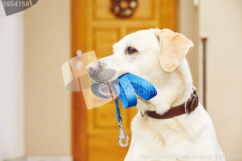 Image of Dog with leash