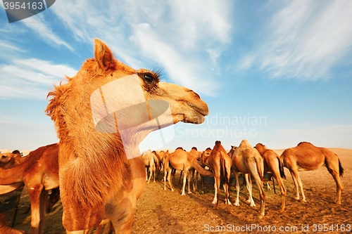 Image of Herd of camels