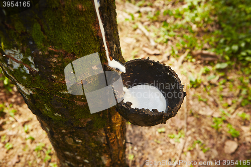 Image of Rubber tree