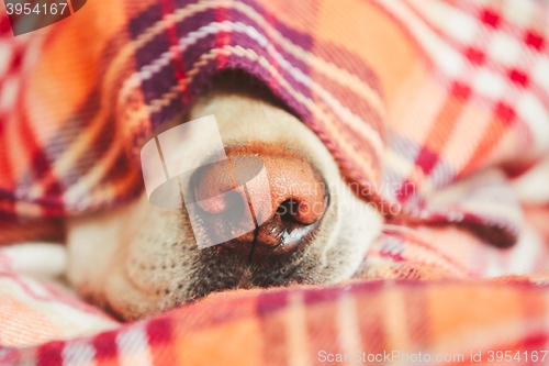 Image of Dog under the blanket