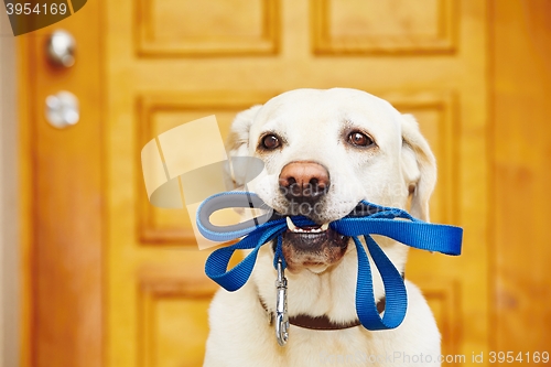 Image of Dog with leash