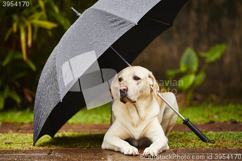 Image of Dog in rain