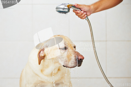 Image of Dog in bathroom