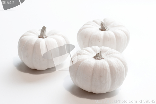 Image of Miniature Pumpkin