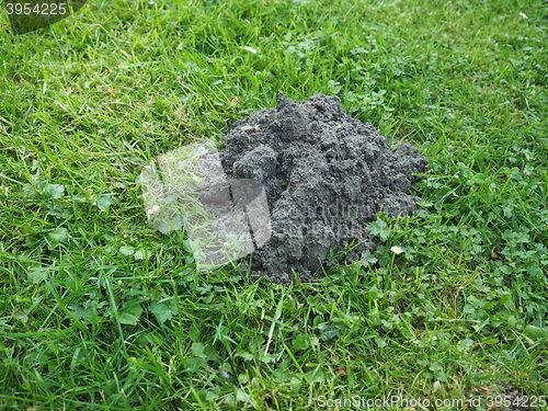 Image of Mole holes in a lawn