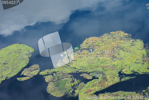 Image of Algae in a pond