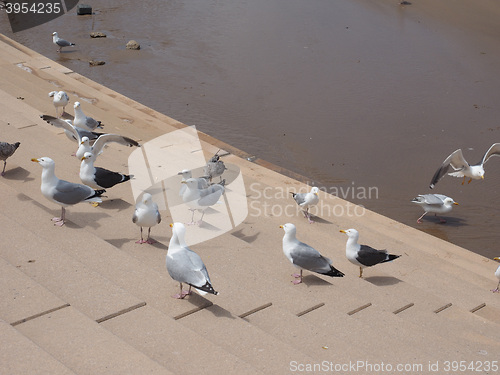 Image of Seagull bird animal