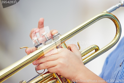 Image of Little trumpeter