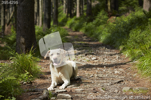 Image of Dog in forest