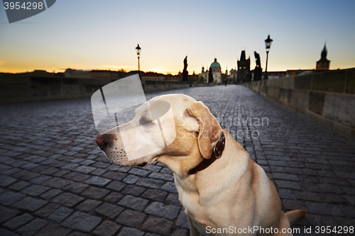 Image of Dog at the sunrise