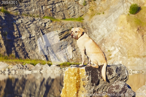 Image of Dog in waiting