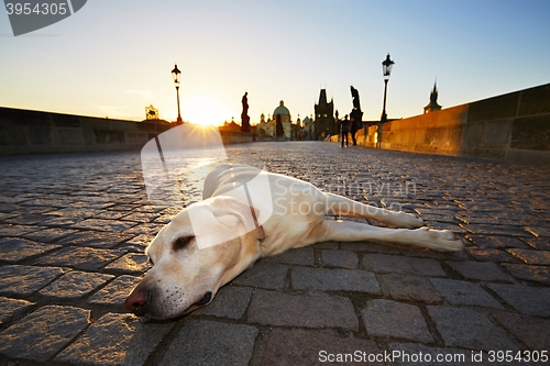 Image of Dog at the sunrise