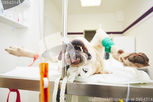 Image of Sick dog in the veterinary clinic