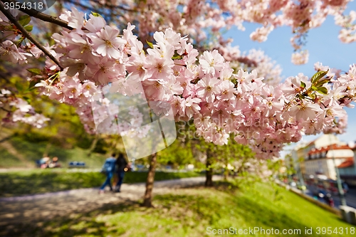 Image of Spring day