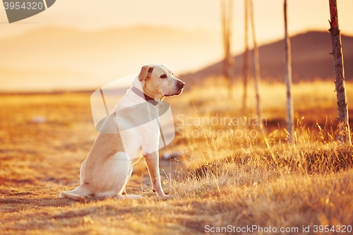 Image of Dog at the sunset