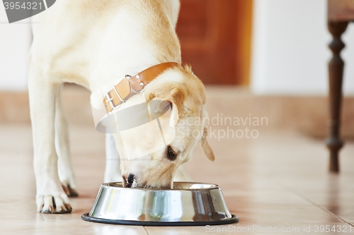 Image of Hungry dog