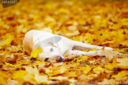 Image of Dog in autumn