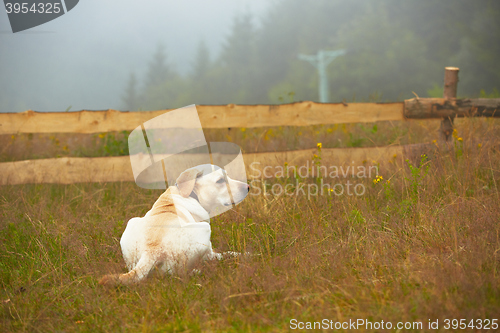 Image of Dog in nature