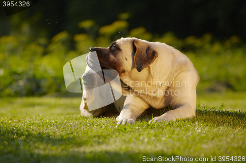 Image of Mastiff in garden