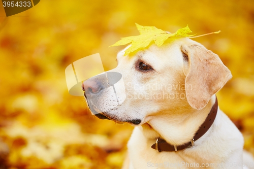 Image of Dog in autumn