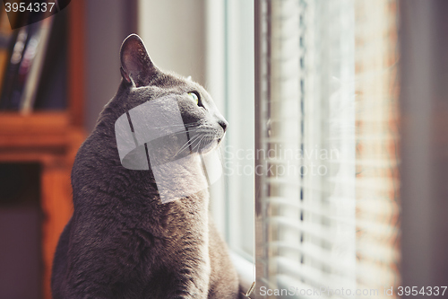 Image of Russian blue cat