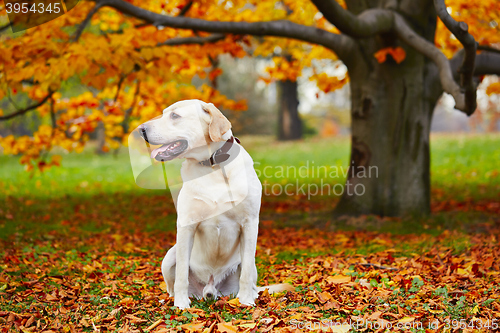 Image of Dog in autumn park 