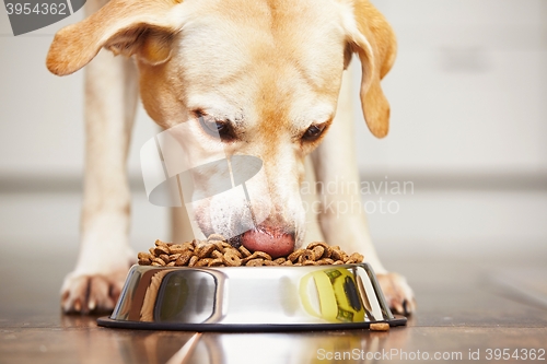 Image of Hungry dog