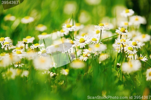 Image of Many daisy flowers 