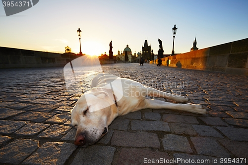 Image of Dog at the sunrise