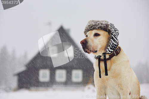 Image of Dog with cap in winter 