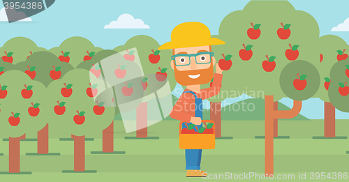 Image of Farmer collecting apples.