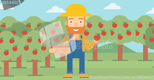 Image of Farmer collecting apples.