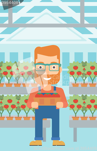 Image of Farmer collecting tomatos.