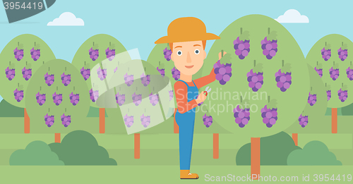Image of Farmer collecting grapes.