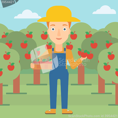 Image of Farmer collecting apples.