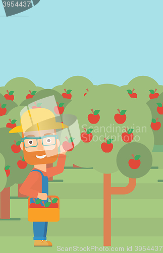 Image of Farmer collecting apples.