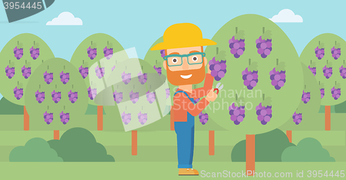 Image of Farmer collecting grapes.