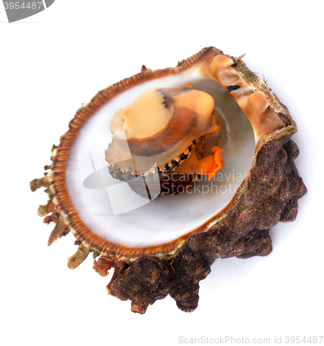 Image of Raw seafood in opened shell