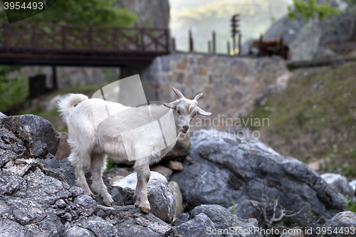 Image of Young white goat on stones