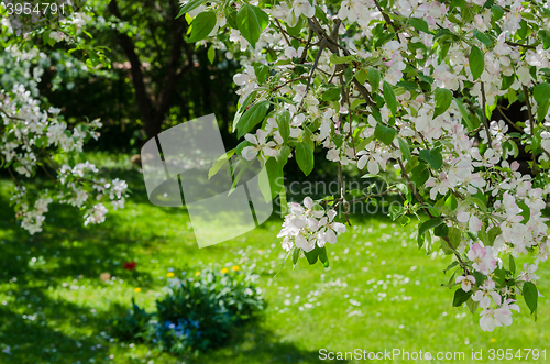 Image of Garden with blossoming apple-trees, a spring landscape