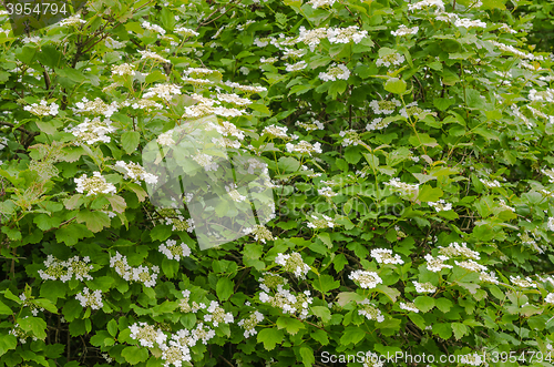 Image of Blossoming guelder-rose