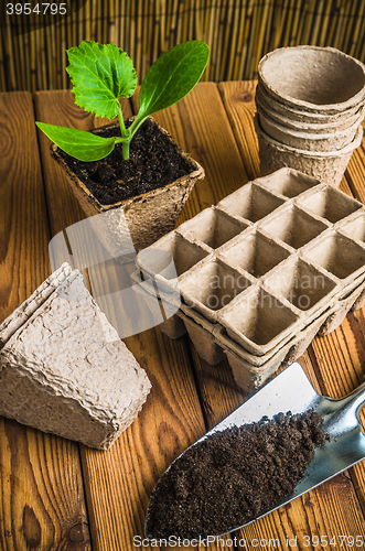 Image of Seedlings and garden tools on a wooden surface