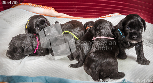 Image of Small group puppi breed Miniature Schnauzer 