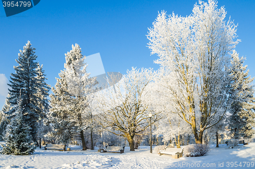 Image of City park with trees covered with hoarfrost