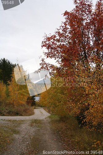 Image of autum