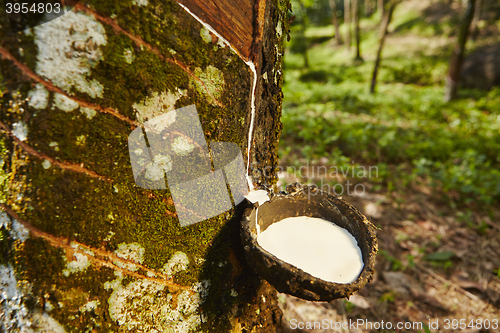 Image of Rubber tree