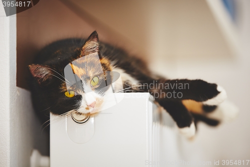 Image of Cat on the radiator