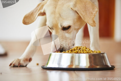 Image of Hungry dog